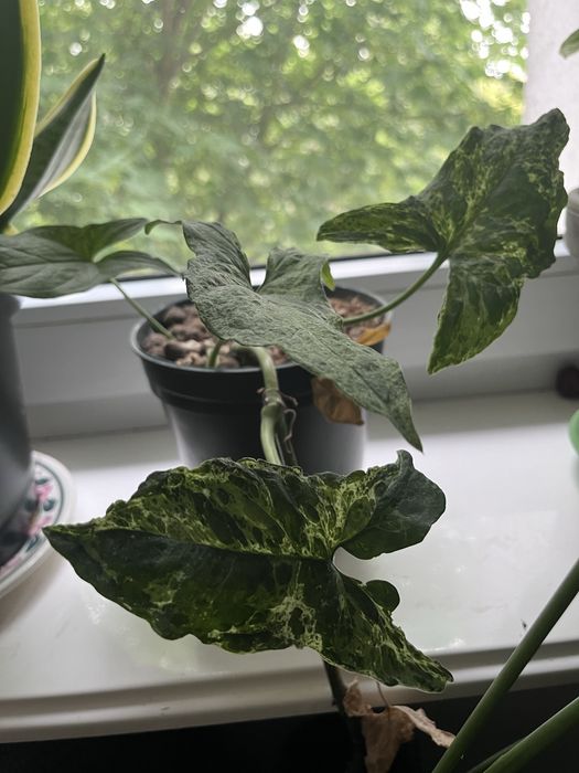 Syngonium mottled mohito