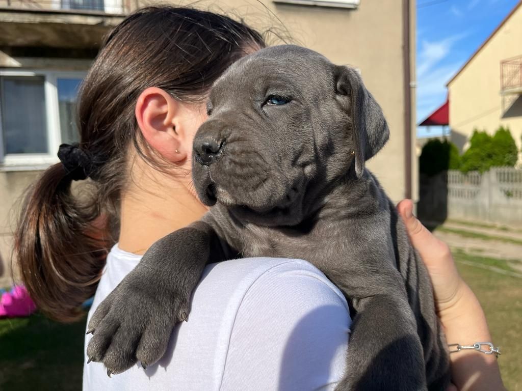 Cane Corso Mocny Pies