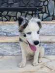 Border Collie Blue Merle fêmea (olhos azuis)