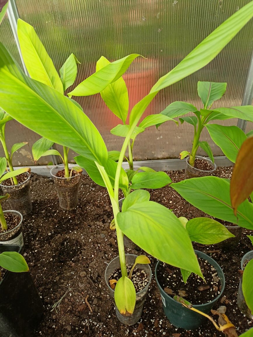 Banan papirus opuncja maureli dasyliiron oliwka dasyliiron bambus