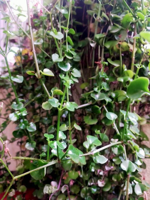 Suculenta livre sem quaisquer produtos