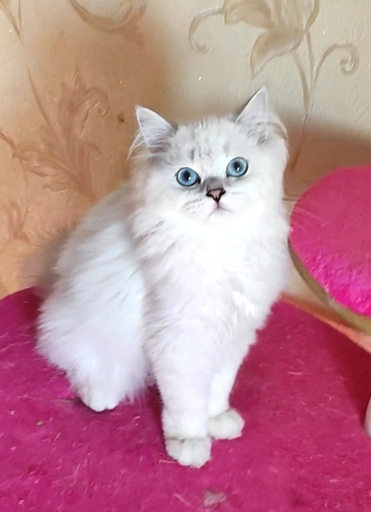 Шикарный клубный мальчик шиншиллка