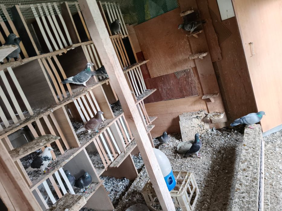 Sprzedam gołębie pocztowe