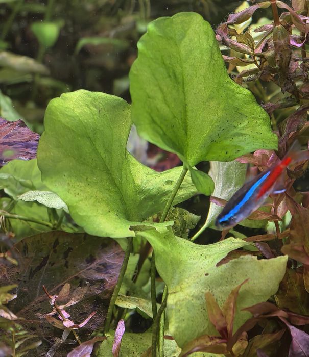 Sadzonki Nymphoides Taiwan Lotos Zielony.