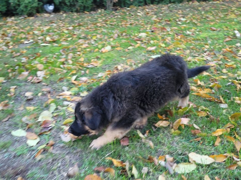 Owczarek niemiecki długowłosy