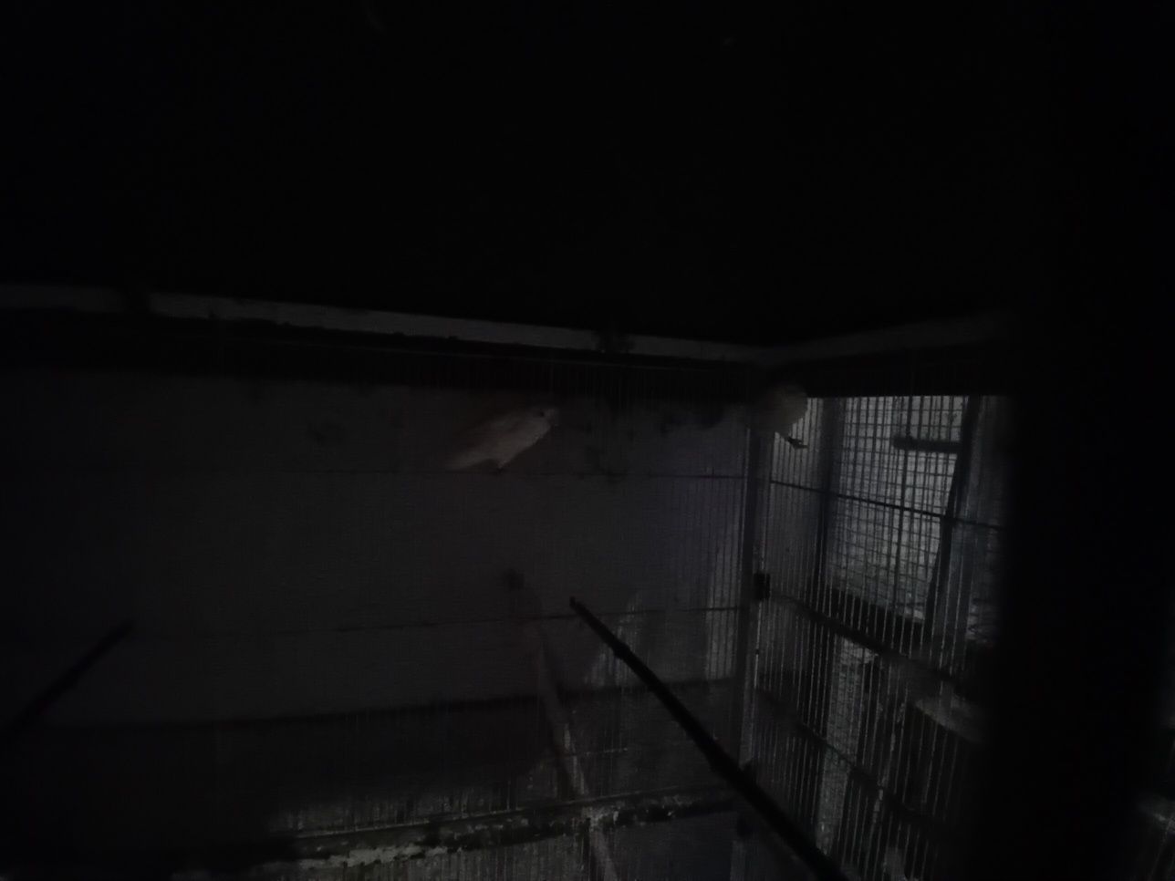 Agapornis Rossicolis criar à mão e independentes Aveiro