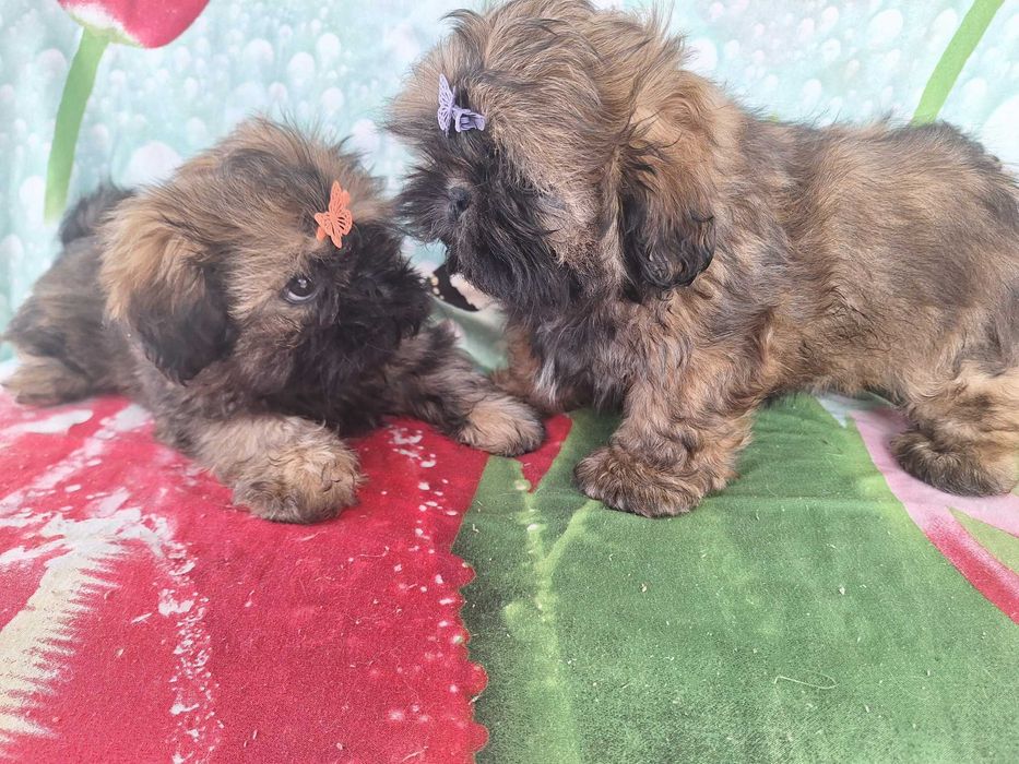 Shih Tzu sunia z rodowodem SWKIPR