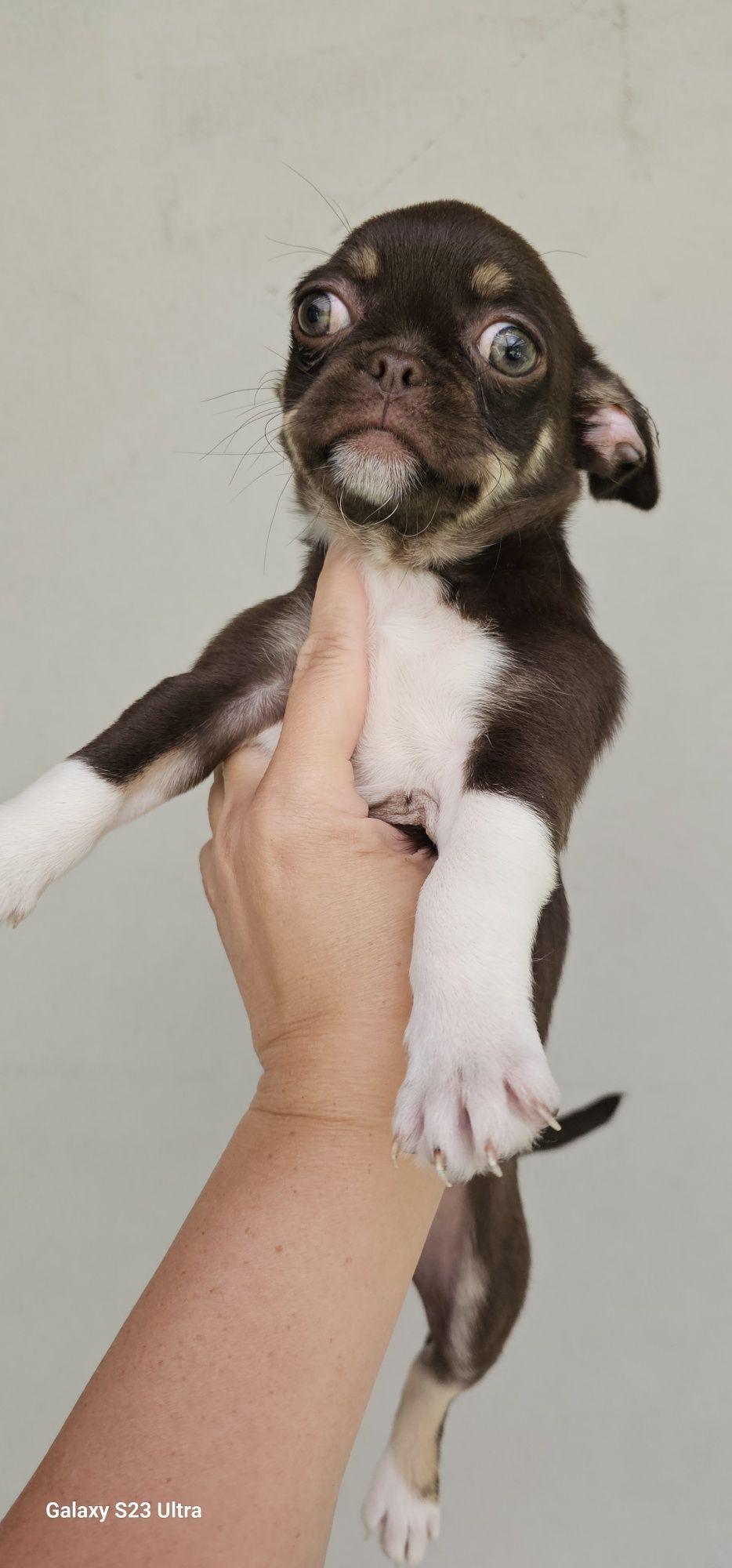 Chihuahua tricolor piesek