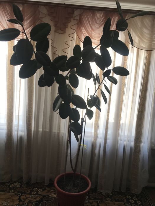 Квітка Фікус ( кімнатні рослини)