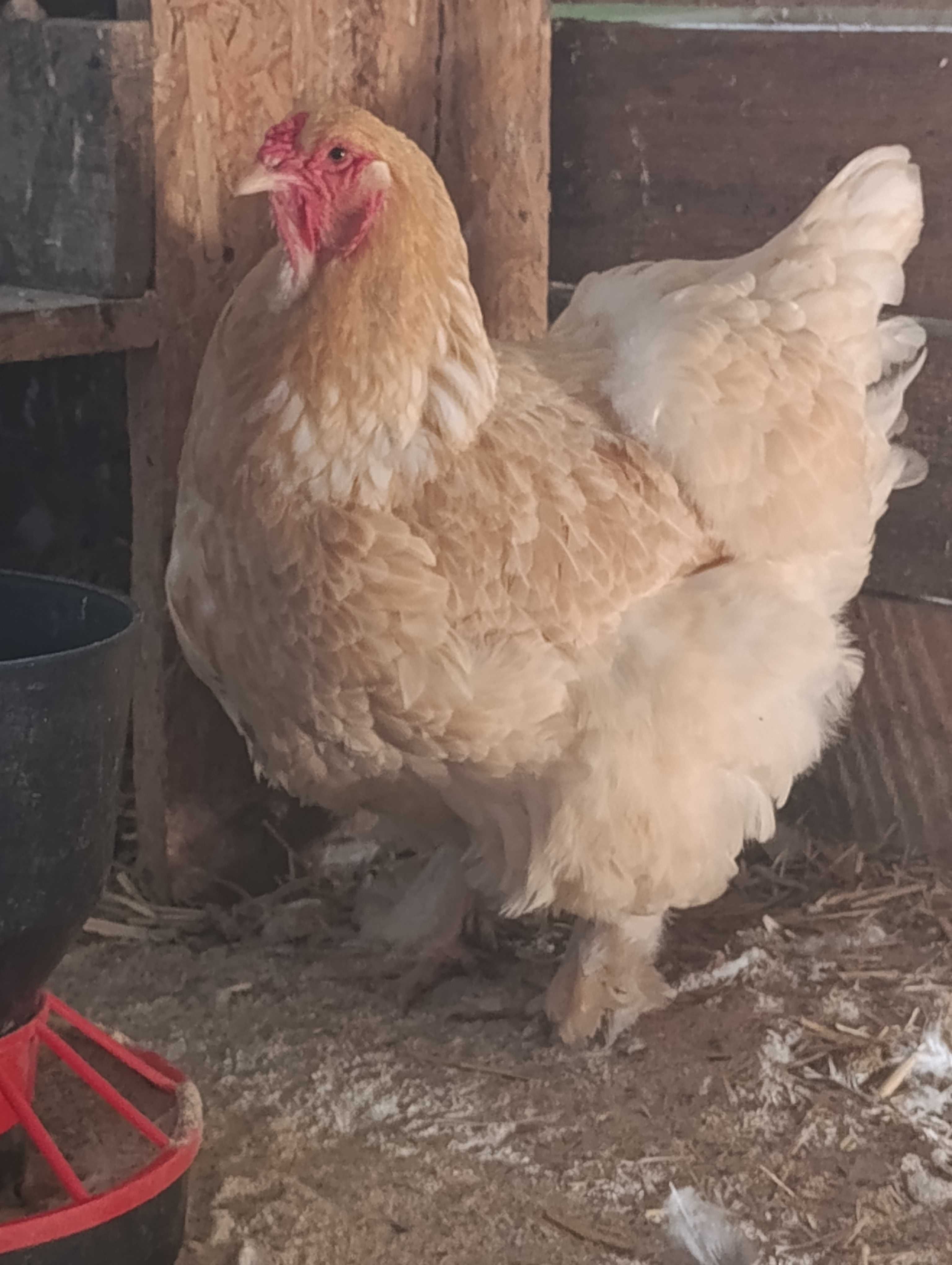 Jaja lęgowe brahma olbrzymia Brahma srebrna i lemon, kuropatwiane