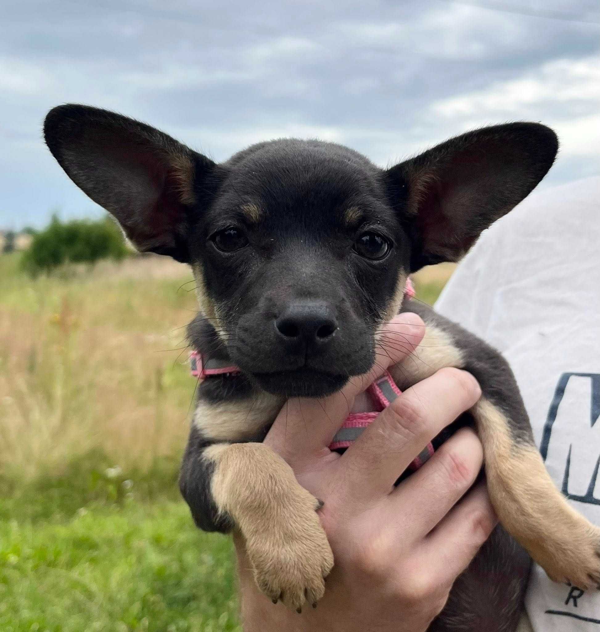 Suczka niewielka szczeniak do adopcji