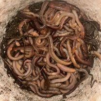 Червь на сома выползок для рыбалки