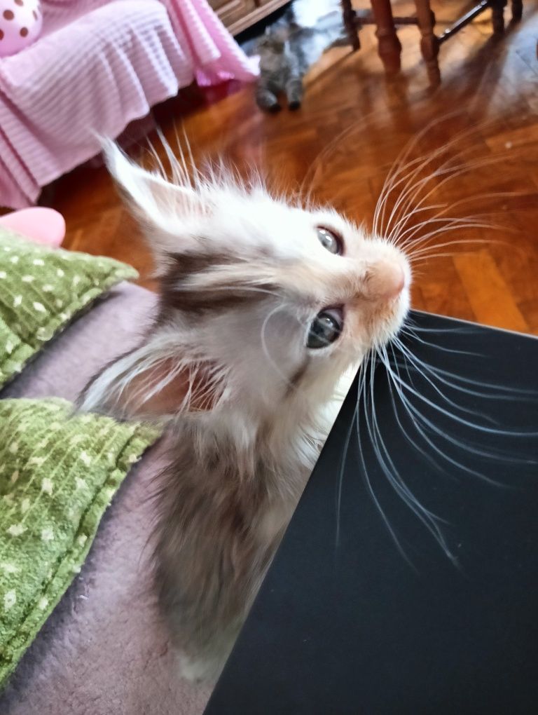 Maine coon kotka srebrzysta szylkretka rodowód FPL
