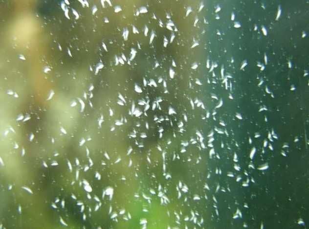 Femanga - Wurzel Aktiv 250ml - zwalcza ślimaki w akwarium