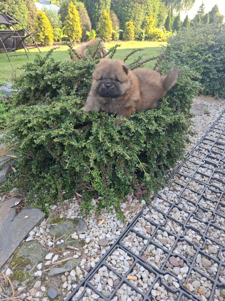 Chow chow szczeniak,gen blue.