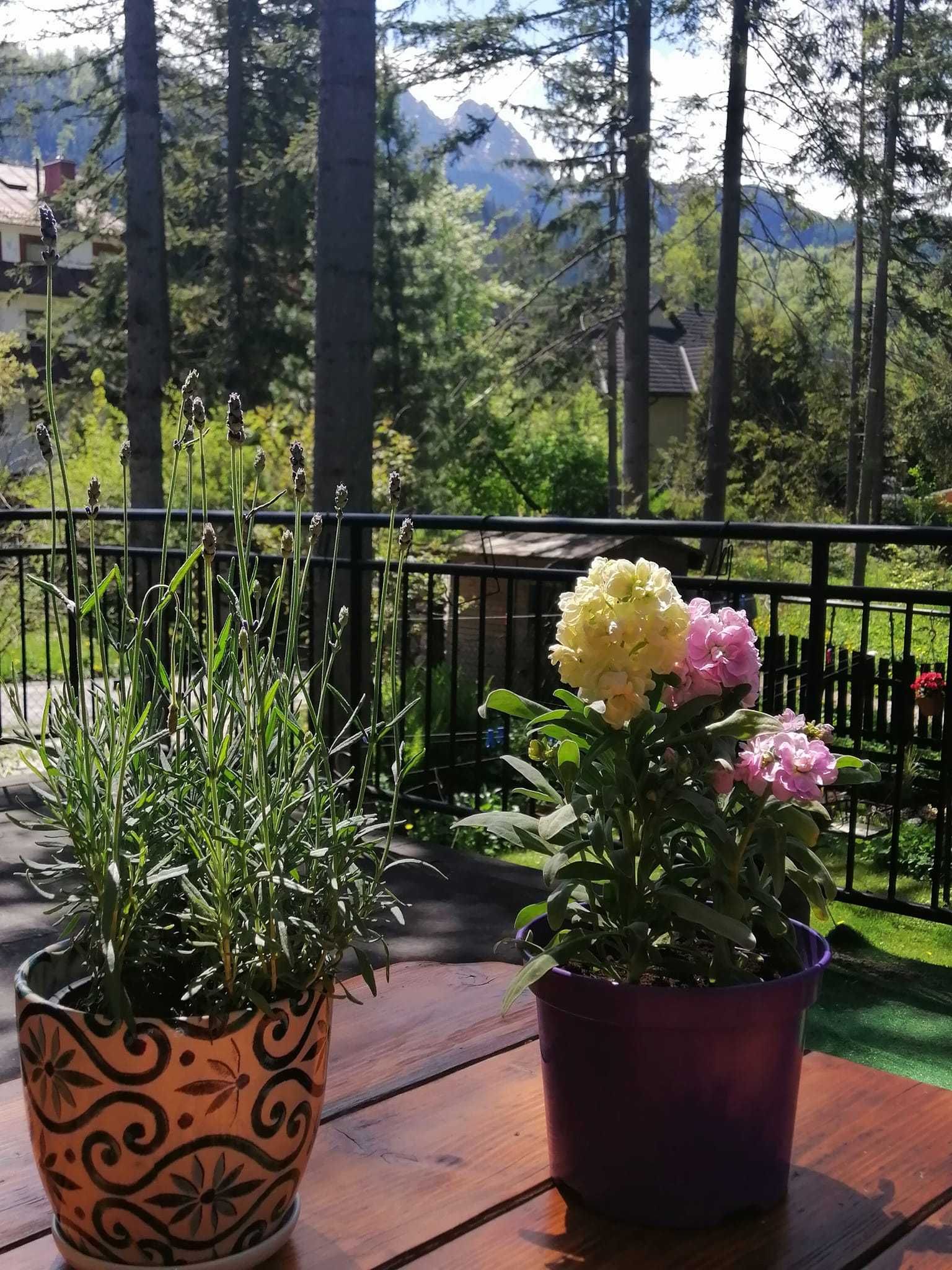 Zakopane centrum-8 min.Krupówki,300m skocznia,szlaki turystyczne