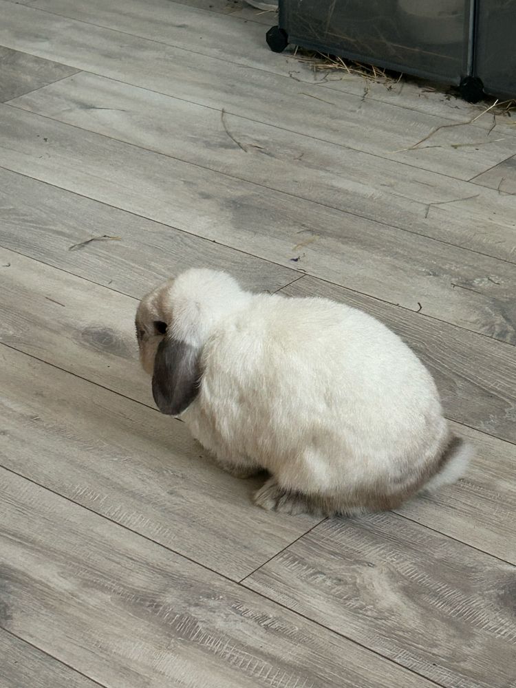 Krolik mini lop