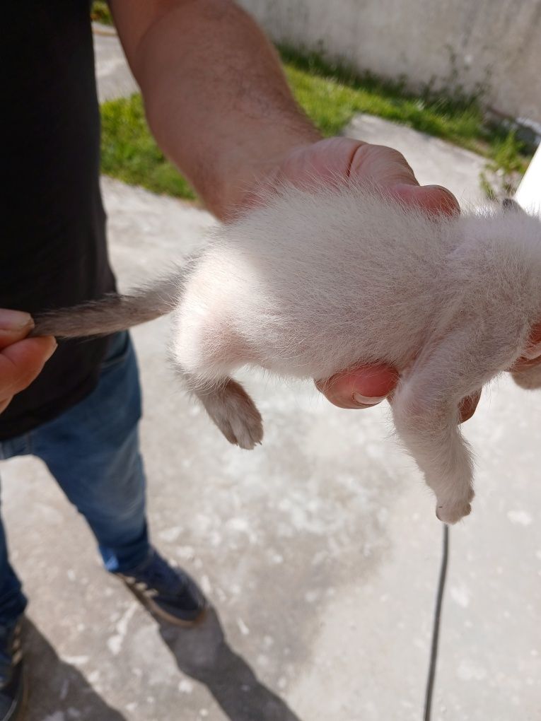 Gatinha para adopção