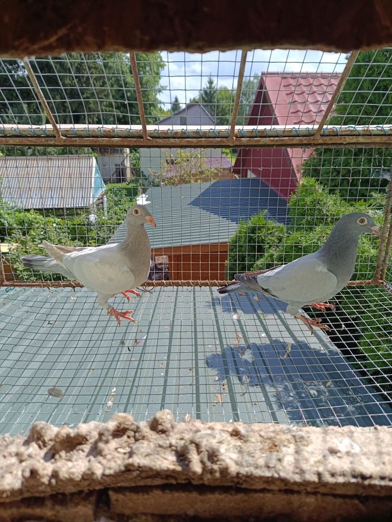 Gołębie pocztowe barelsy
