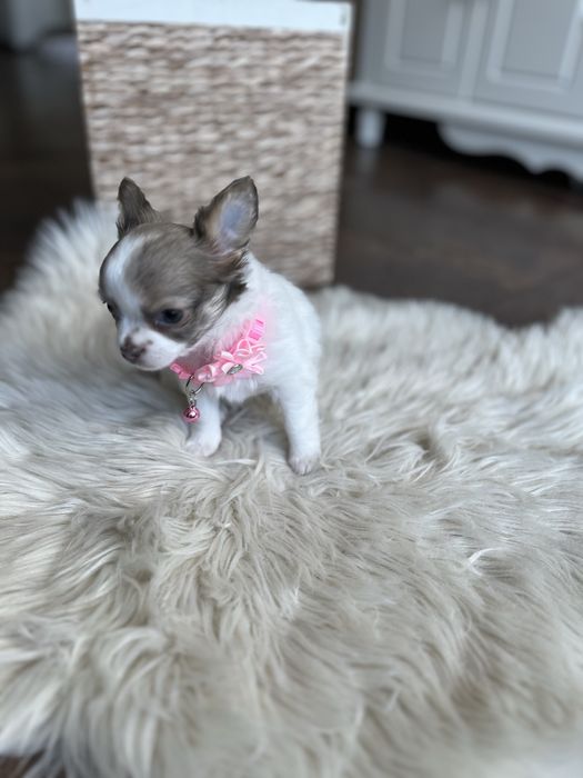 ZAREZERWOWANA– Chanel, piękna długowłosa sunia