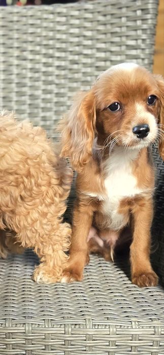 Cavapoo / chłopczyk