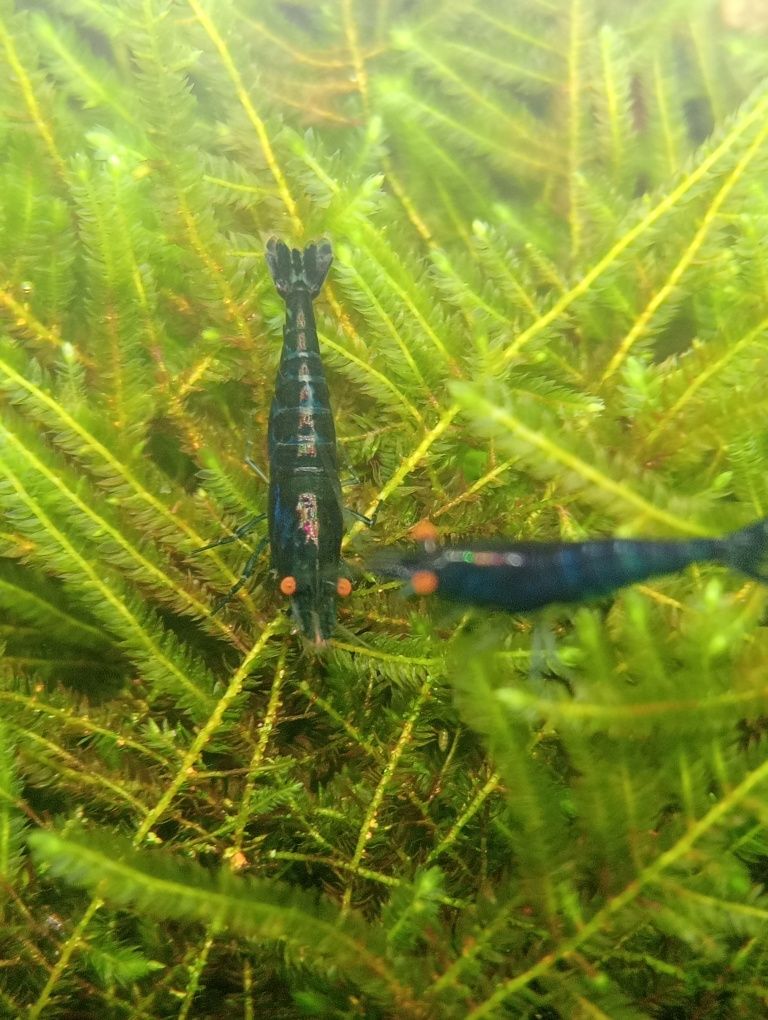 Neocaridinas blue dream OE (orange eyes)