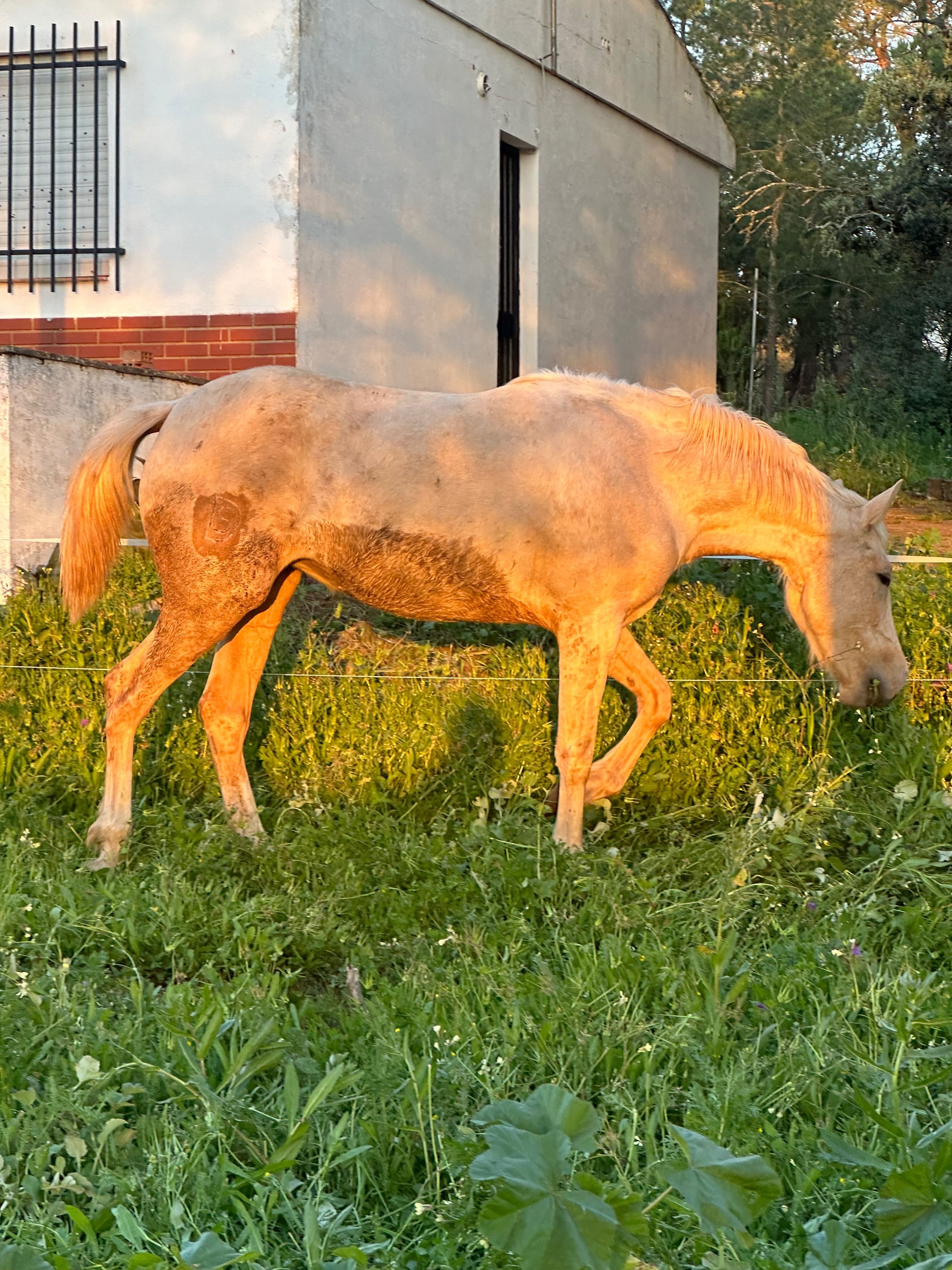 Poldra Lusoarabe palomina