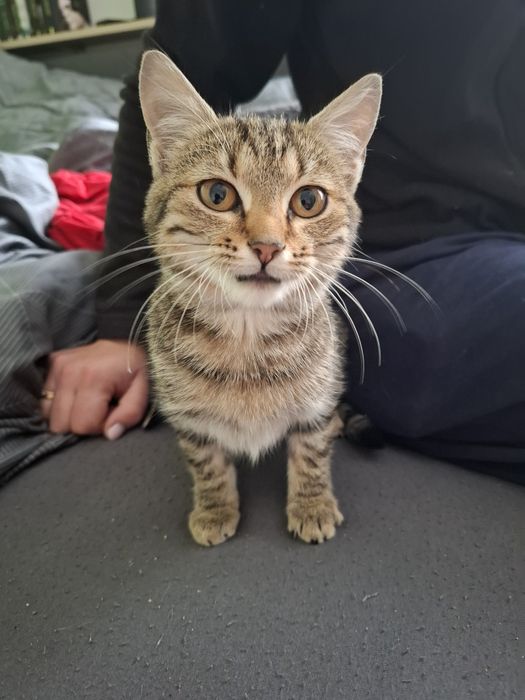 Oddam kotke bardzo przyjazna, ma około 4 miesiące