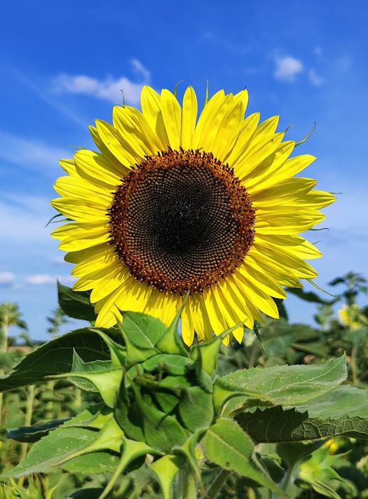 Słonecznik ozdobny nasiona