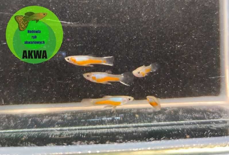 Paletka Red turkus hodowla legalna wysyłka
