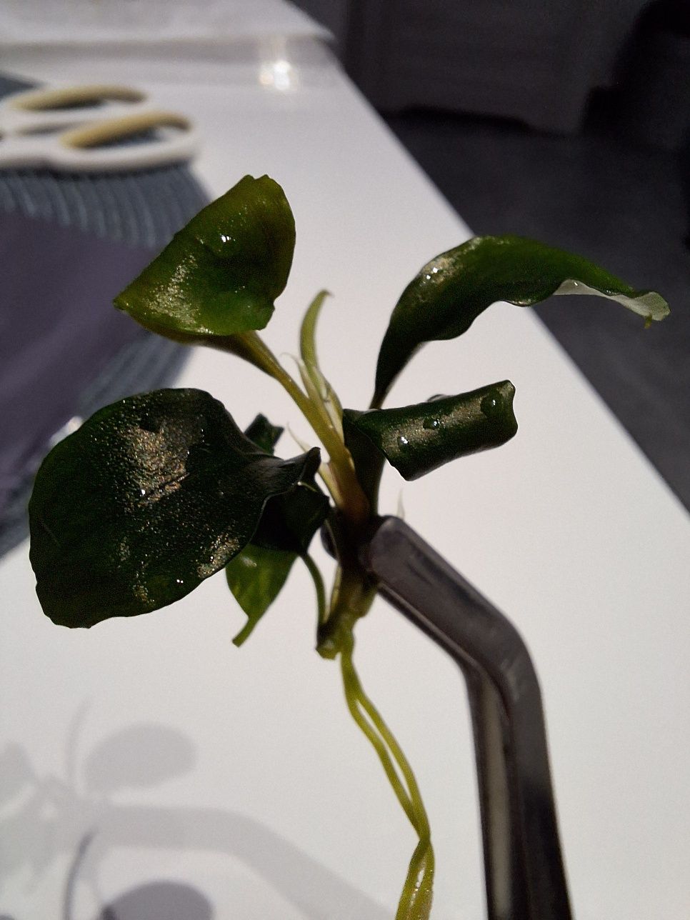 Bucephalandra pygmaea Bukit Kelam