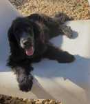 Cocker spaniel angieski rozkoszny piesek gotowy do pokochania