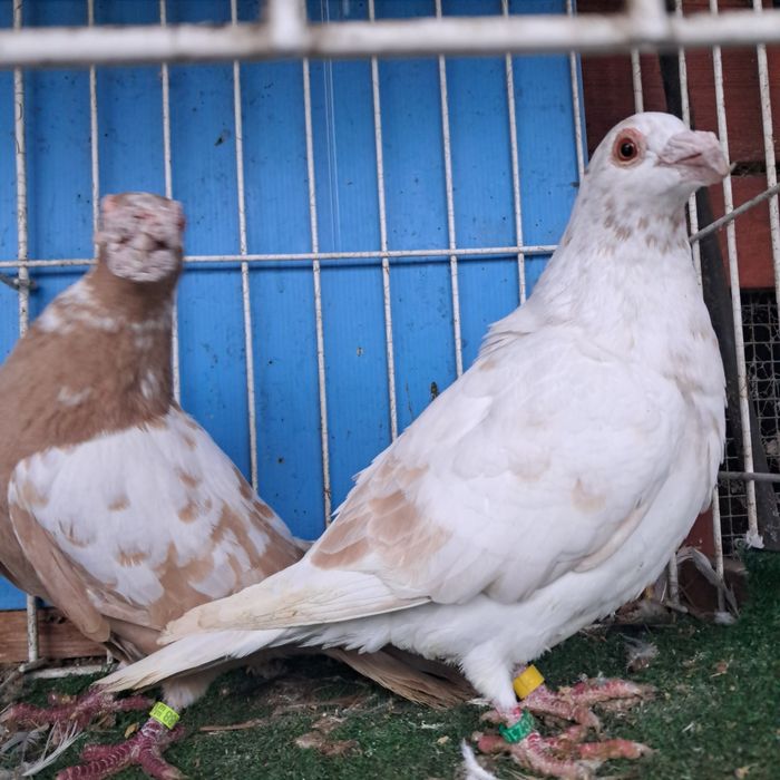 Dragon dragony możliwy transport