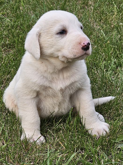 Owczarek Środkowoazjatycki!Piękny Pies!