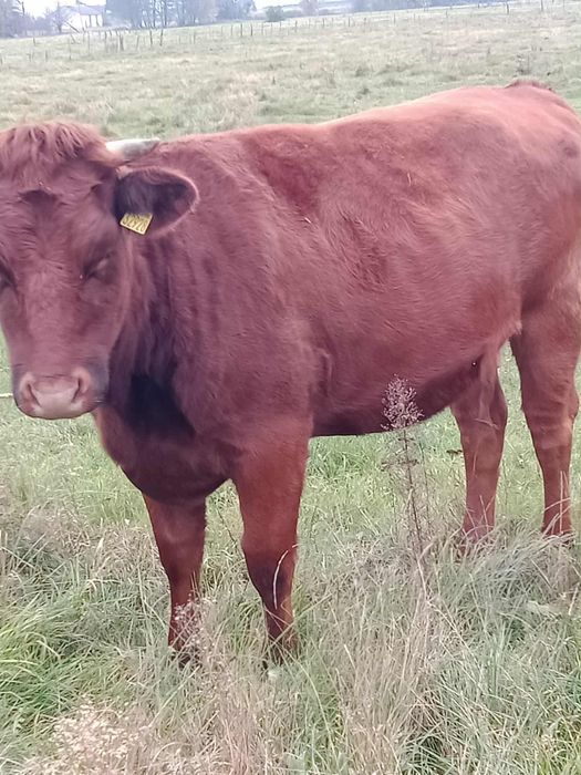 Jałówki wysokocielne