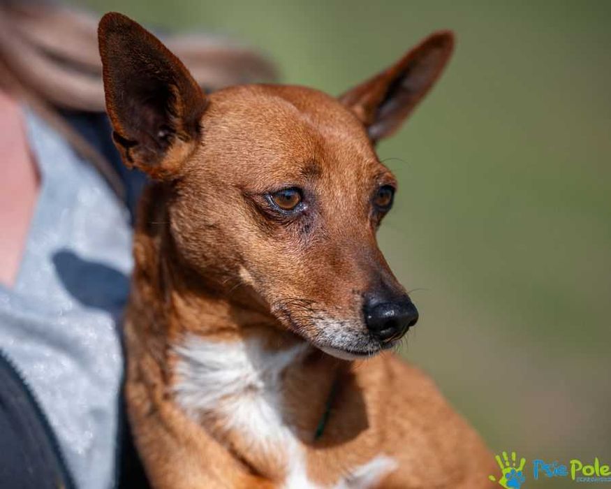 Malutki atletyczny psiak Kurierek