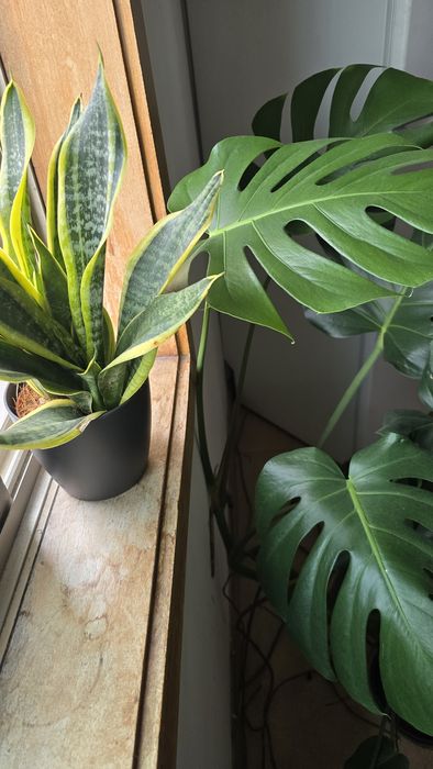 Urgente Planta Costela de Adão + Espada