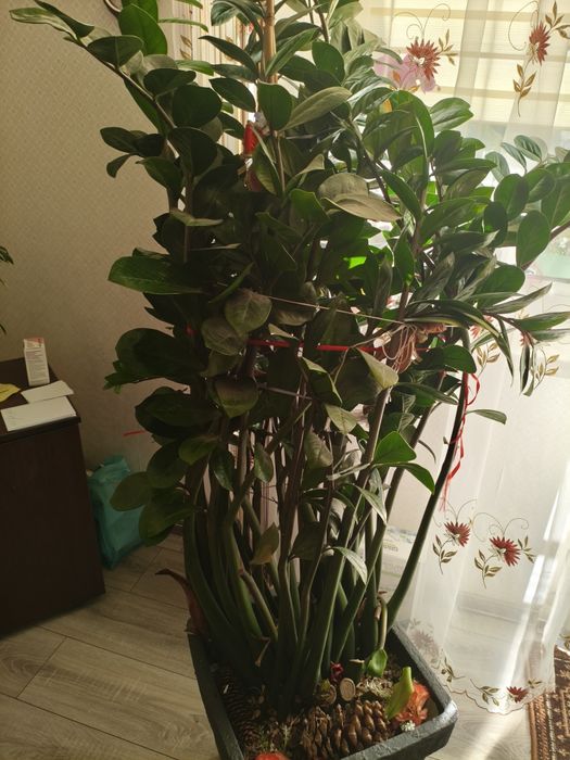 Ogromny zamiokulkas kwiat podłogowy