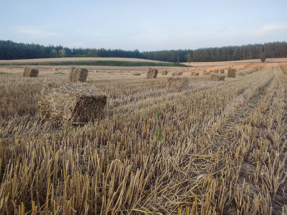 Słoma w kostkach