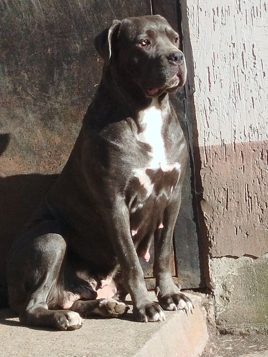 Кане корсо хлопчики та дівчатка