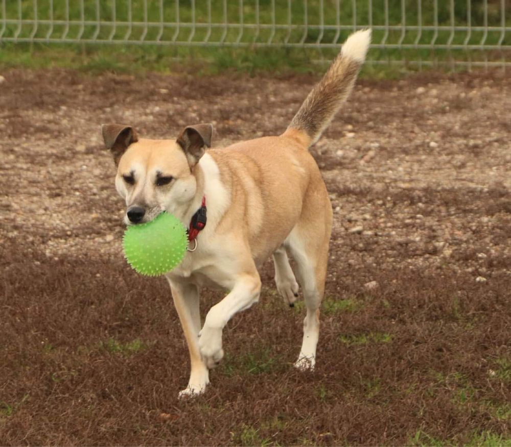 Śliczna i niepowtarzalna Fiona adopcja