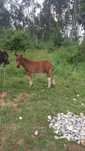 Ponei macho com tres meses