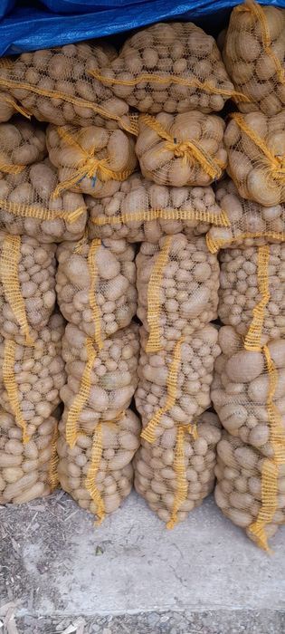 Ziemniaki paszeniaki/odpadowe drobne i grube