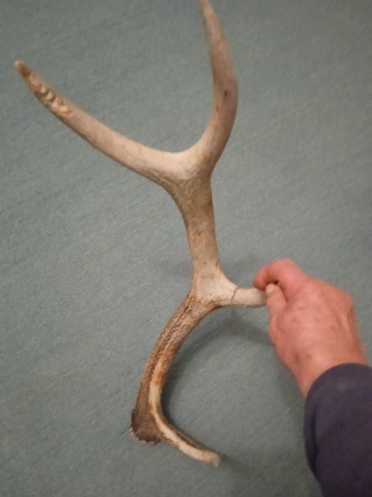 Рог  рога оленя  2025