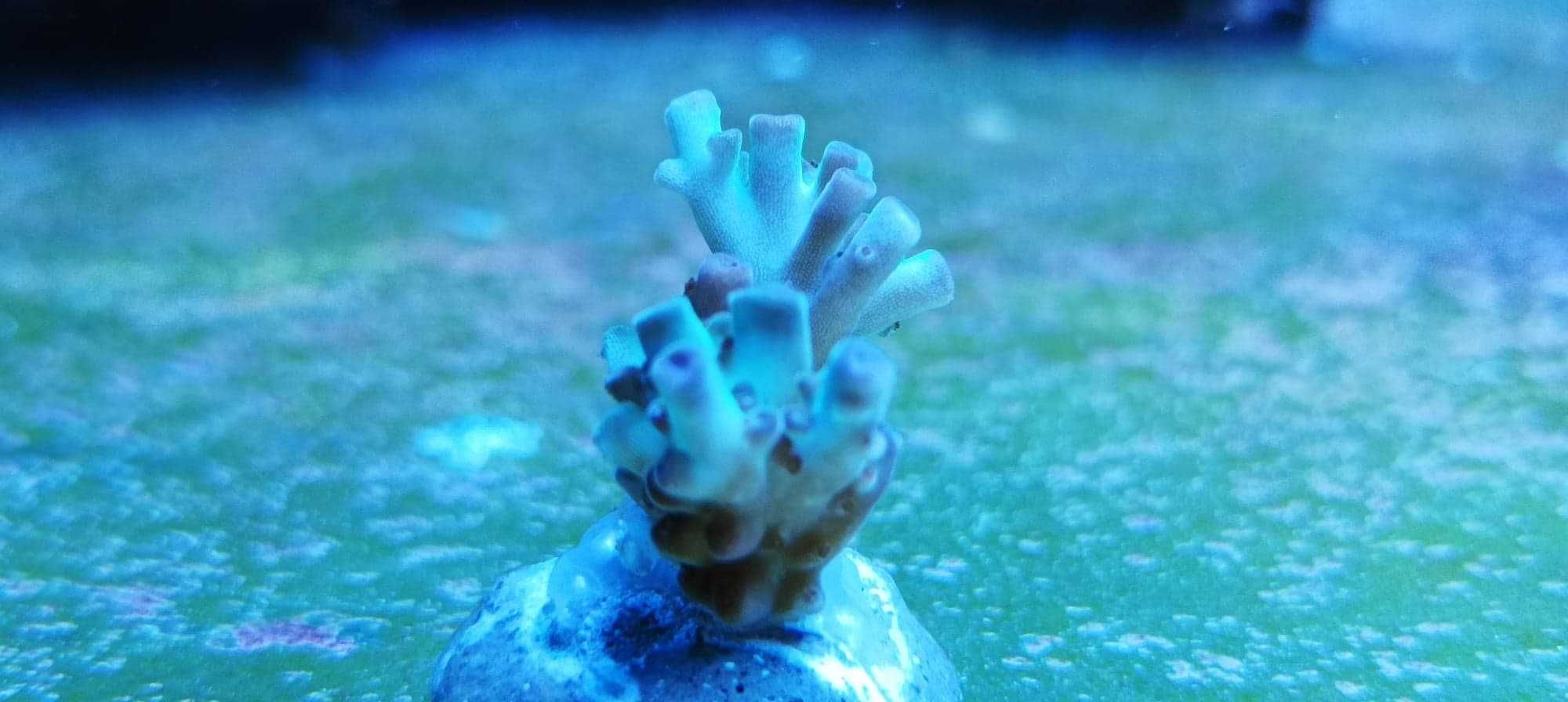 Acropora koralowce sps szczepki akwarium morskie