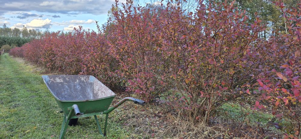 Borówka amerykańska krzewy 6 letnie