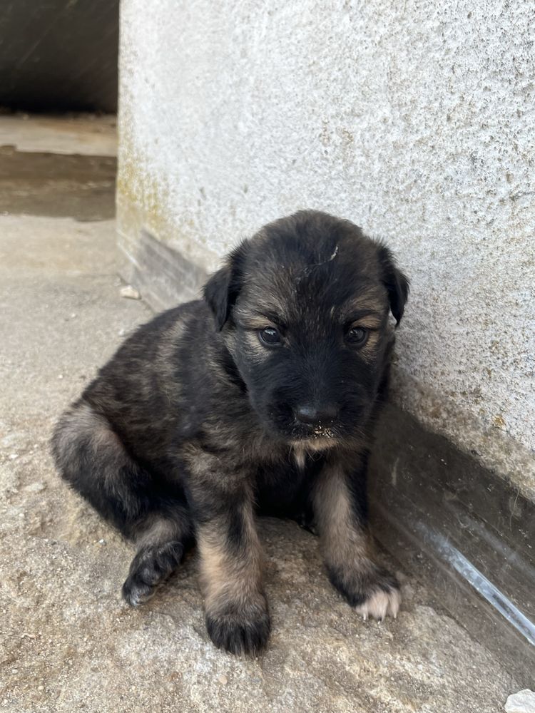 Cães para adoção