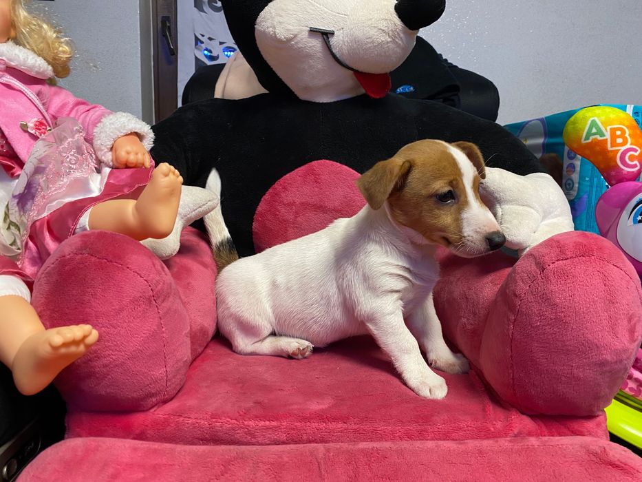 Śliczna suczka Jack Russell Terrier