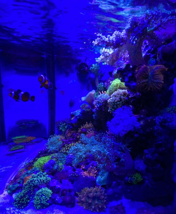 Продам морской аквариум Boyu TL-450