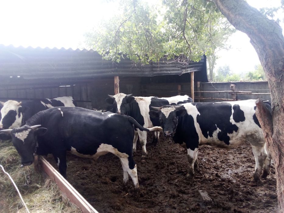 Поміняють містопроживання бичок